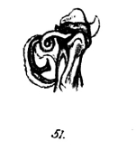Original descrition p. fig. 51 Spirostreptus neglectus Porat, 1894
