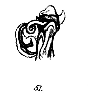 Original descrition p. fig. 51 Spirostreptus neglectus Porat, 1894 Original descrition p. fig. 51 Spirostreptus neglectus Porat, 1894