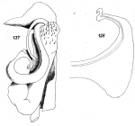 Original description figs. 137, 138 Kartinikus colonus Attems, 1914
