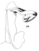 Original description fig. 139 Kartinikus colonus denticulatus Attems, 1914
