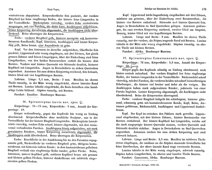 Origonal description p. 174-175 Spirostreptus laevis Voges, 1878