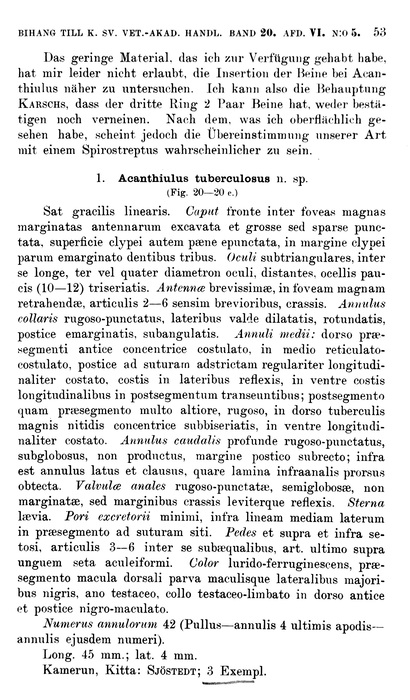 Original description p. 53 Acanthiulus tuberculosus Porat, 1894 Original description p. 53 Acanthiulus tuberculosus Porat, 1894