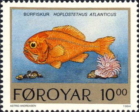 Hoplostethus atlanticus Hoplostethus atlanticus