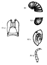 Original description figs. 20-20e Acanthiulus tuberculosus Porat, 1894