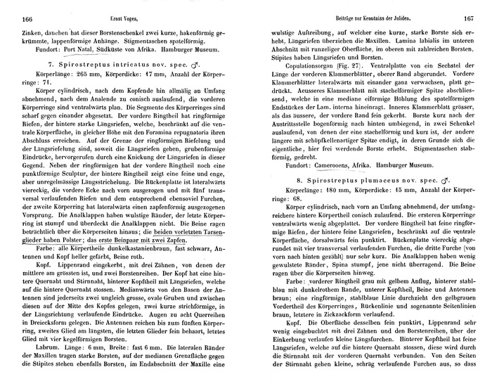 Orignal description p. 166-167 Spirostreptus intricatus Voges, 1878 Orignal description p. 166-167 Spirostreptus intricatus Voges, 1878