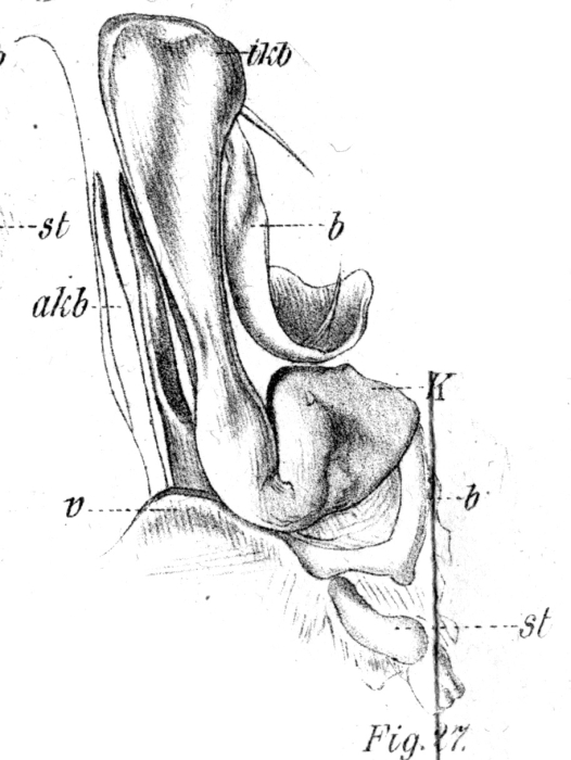 Orignal description fig. 27 Spirostreptus intricatus Voges, 1878 Orignal description fig. 27 Spirostreptus intricatus Voges, 1878