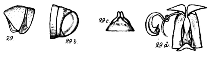 Original description figs. 29-29d Spirostreptus sjöstedti Porat, 1894 Original description figs. 29-29d Spirostreptus sjöstedti Porat, 1894
