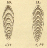 Frondicularia securiformis Burbach, 1886