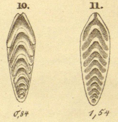Frondicularia securiformis Burbach, 1886