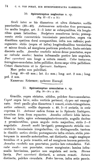 Original description p. 74 Spirostreptus crenulatus Porat, 1894 Original description p. 74 Spirostreptus crenulatus Porat, 1894