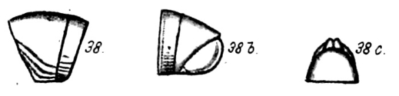Original description figs. 38-38c Spirostreptus crenulatus Porat, 1894