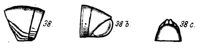 Original description figs. 38-38c Spirostreptus crenulatus Porat, 1894