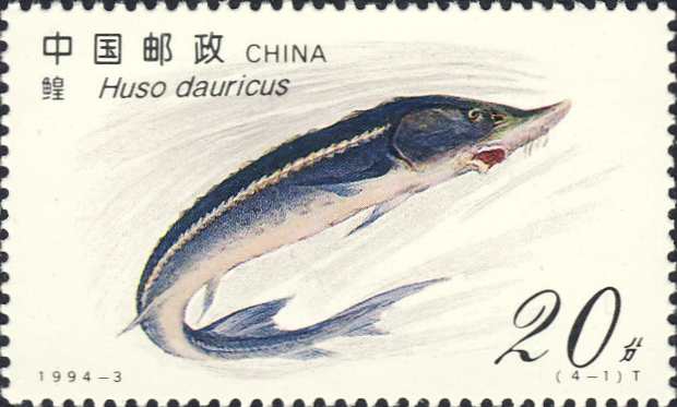 Huso dauricus Huso dauricus