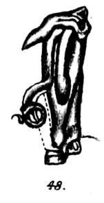 Original description fig. 48 Spirostreptus crenulatus Porat, 1894