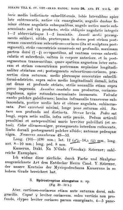 Origoinal description p. 69 Spirostreptus elongatus Porat, 1894 Origoinal description p. 69 Spirostreptus elongatus Porat, 1894