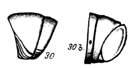 Origoinal description figs. 30-30b Spirostreptus elongatus Porat, 1894