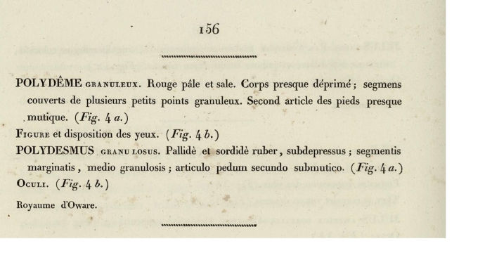 Original description p. 156 Polydesmus granulosus Palisot de Beauvois, 1805