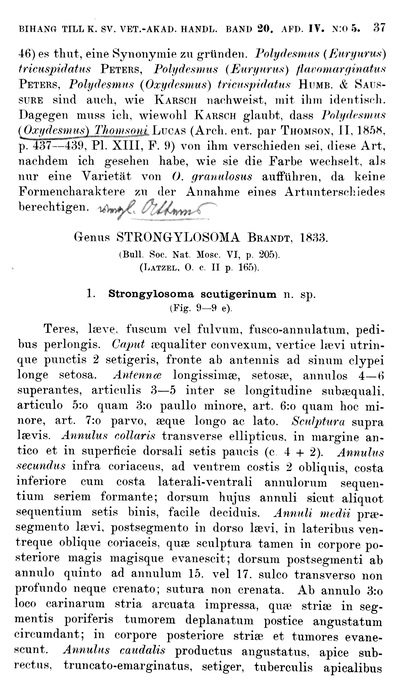 p 37 Polydesmus granulosus Palisot de Beauvois, 1805