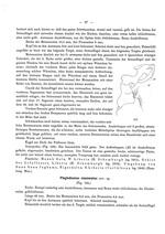 Original description p. 87 Plagiodesmus mammatus Attems, 1931