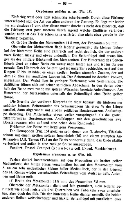 Original description p. 63 Oxydesmus arenaceus Attems, 1927