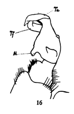 Original description fig. 16 Oxydesmus arenaceus Attems, 1927