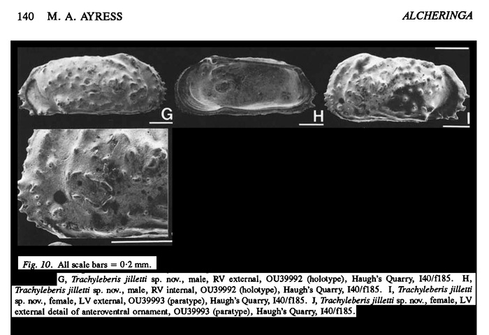 Trachyleberis jilletti Ayress, 1993 from the original description