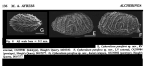 Cytheralison parafava Ayress, 1993 from the original description