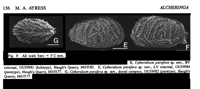 Cytheralison parafava Ayress, 1993 from the original description Cytheralison parafava Ayress, 1993 from the original description
