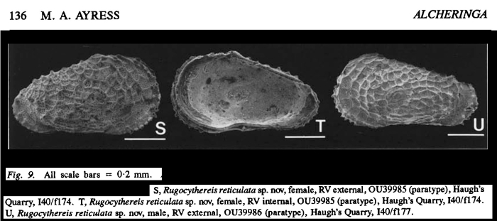 Rugocythereis reticulata Ayress, 1993 from the original description Rugocythereis reticulata Ayress, 1993 from the original description