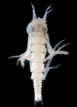 Atlantapseudes tridens Matsushima, Bâlcu, & Kakui, 2025