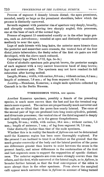 Origional description p. 710 Tymbodesmus vidua Cook, 1899 Origional description p. 710 Tymbodesmus vidua Cook, 1899