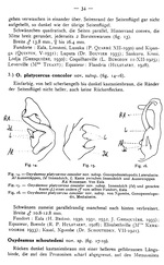 Original description p. 34 Oxydesmus schoutedeni Attems, 1937