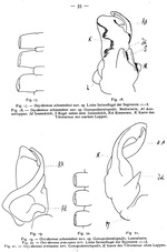 Original description p. 35 Oxydesmus schoutedeni Attems, 1937