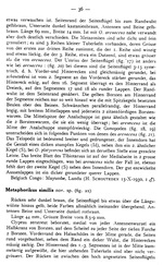 Original description p. 36 Oxydesmus schoutedeni Attems, 1937