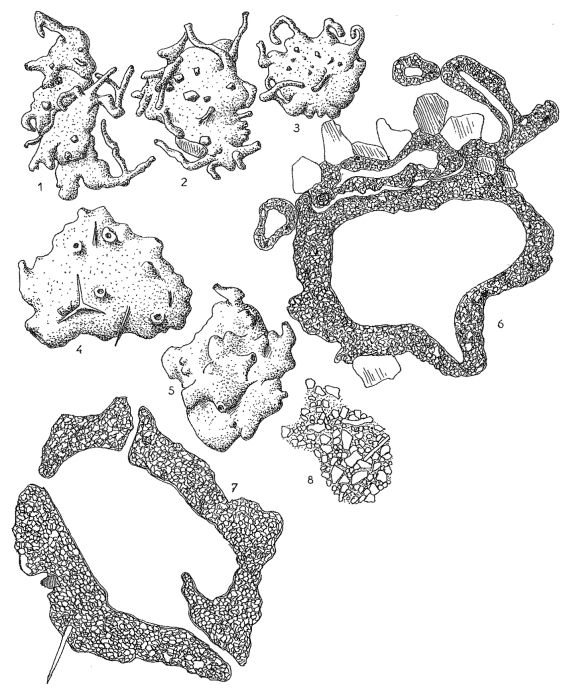 Astrammina limnicola Hofker, 1972