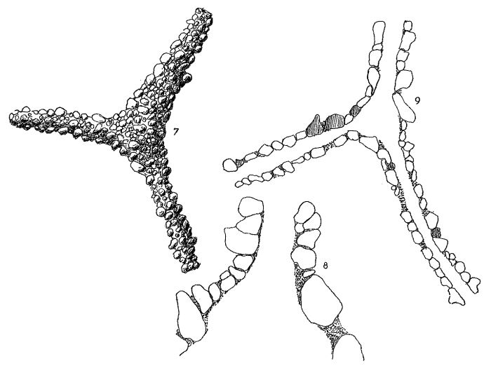 Rhabdammina agglutissima Hofker, 1972