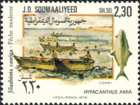 Hypacantus amia Hypacantus amia
