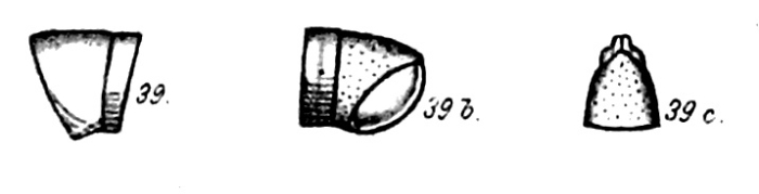 Original description figs. 39-39c Spirostreptus pygmaeus Porat, 1894