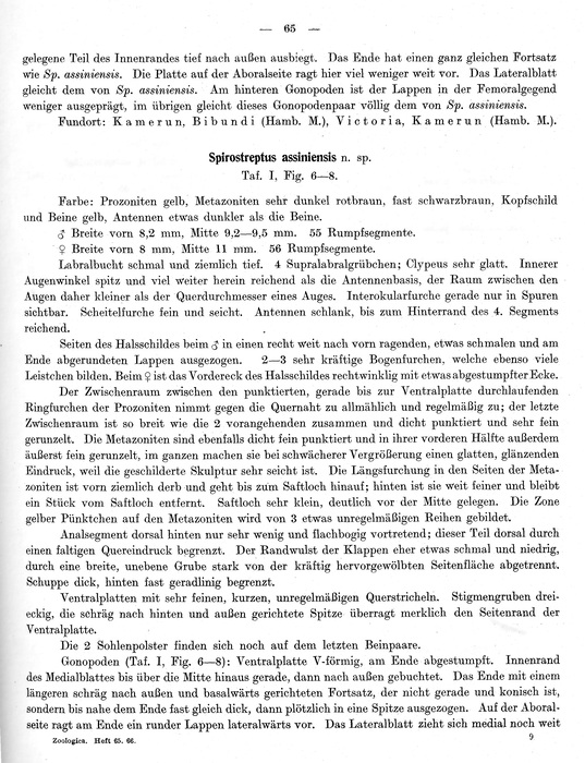Original description p. 65 Spirostreptus assiniensis Attems, 1914