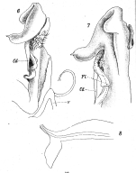 Original description figs. 6-8 Spirostreptus assiniensis Attems, 1914
