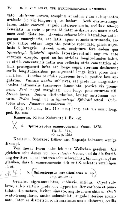 Original description p. 70 Spirostreptus canaliculatus Porat, 1894