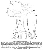 Original description fig. 1 Telodeinopus eidmanni Verhoeff, 1941