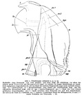 Original description fig. 1 Telodeinopus eidmanni Verhoeff, 1941