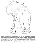 Original description fig. 1 Telodeinopus eidmanni Verhoeff, 1941