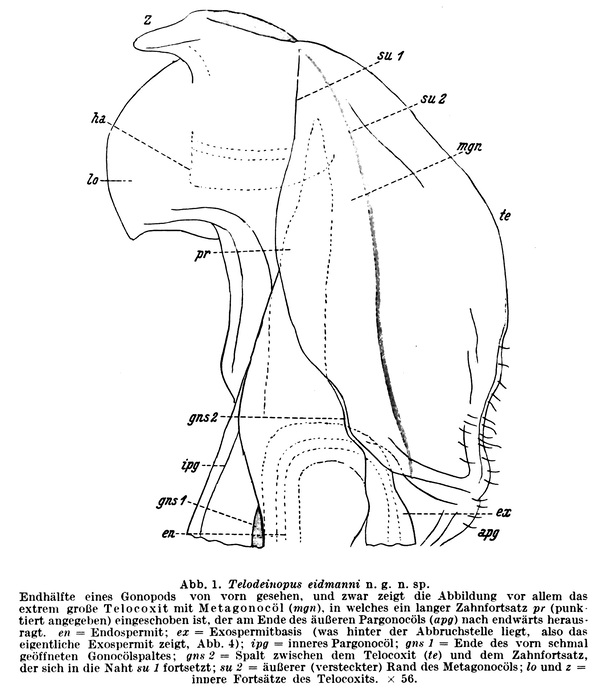 Original description fig. 1 Telodeinopus eidmanni Verhoeff, 1941
