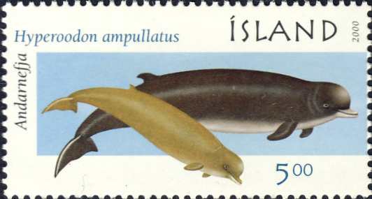 Hyperoodon (Hyperoodon) ampullatus Hyperoodon (Hyperoodon) ampullatus