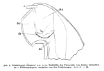 Original description fig. 2 Telodeinopus eidmanni Verhoeff, 1941