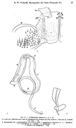 Original description fig. 3-5 Telodeinopus eidmanni Verhoeff, 1941