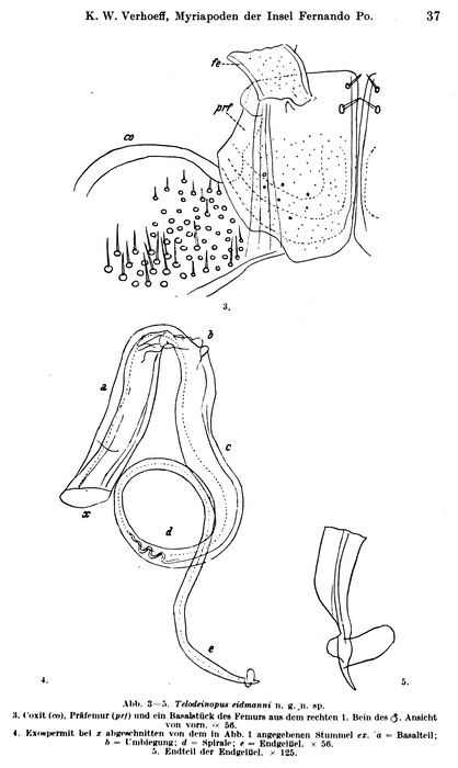 Original description fig. 3-5 Telodeinopus eidmanni Verhoeff, 1941