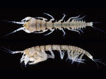 Carpoapseudes spinigena Bamber, 2007